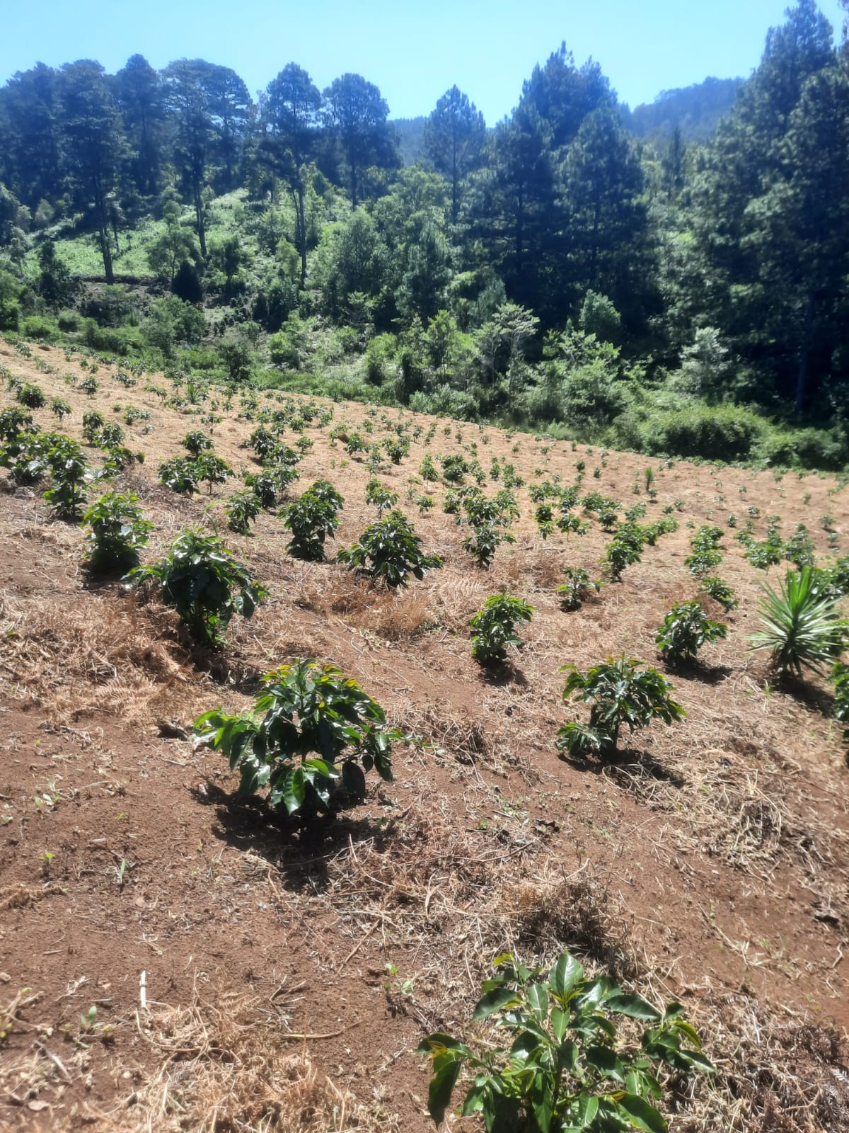 Elmer Escobar Honduras Honey Maracala La Paz