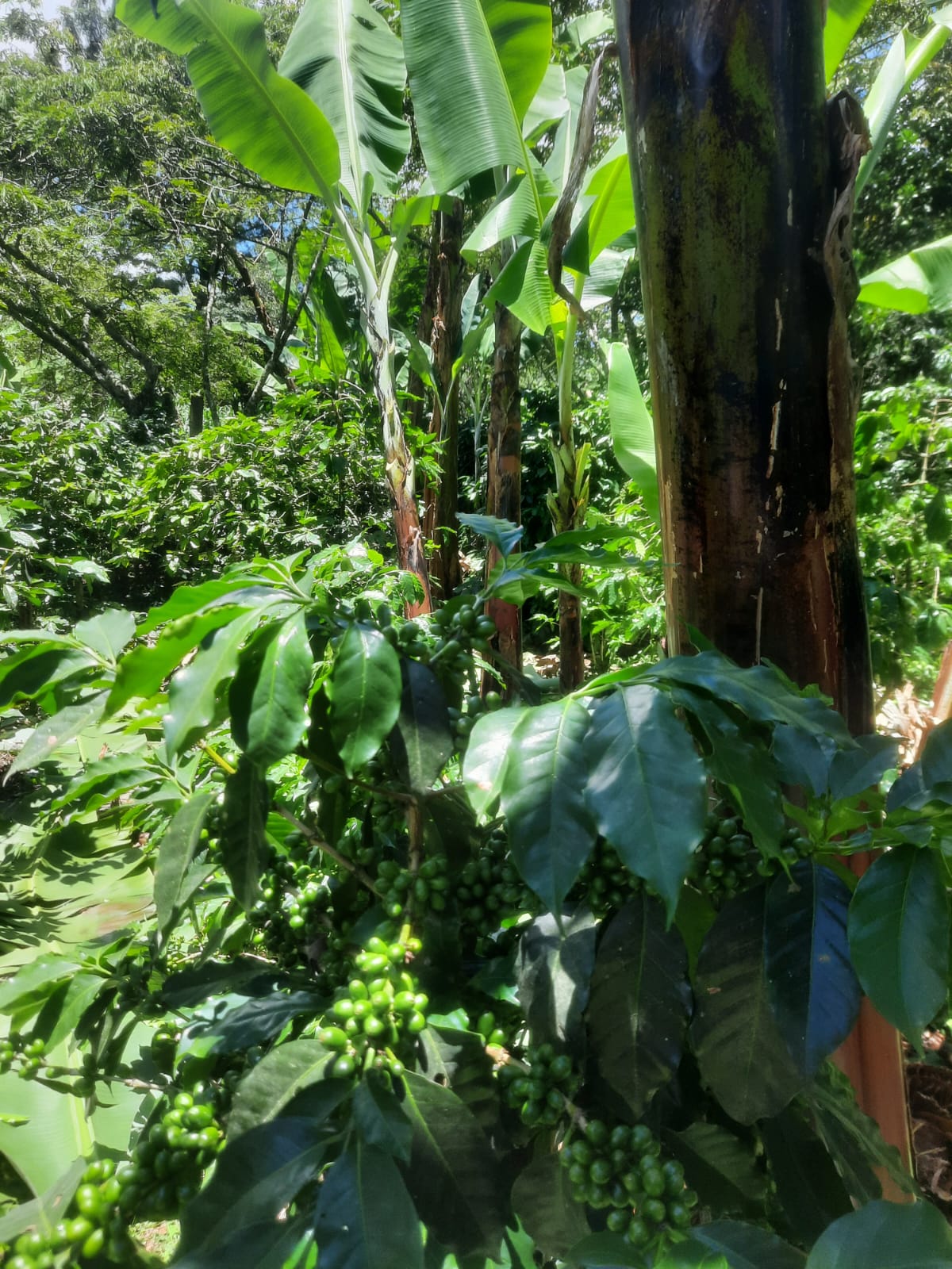 Elmer Escobar Honduras Honey Maracala La Paz