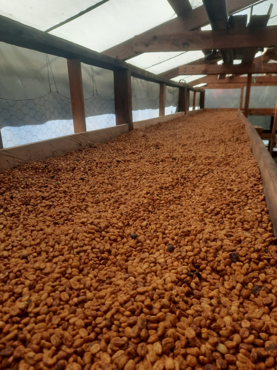 Elmer Escobar Honduras Honey Maracala La Paz