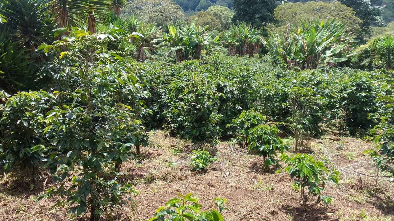 Elmer Escobar Honduras Honey Maracala La Paz